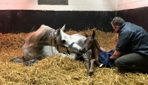 Arab foal Jules