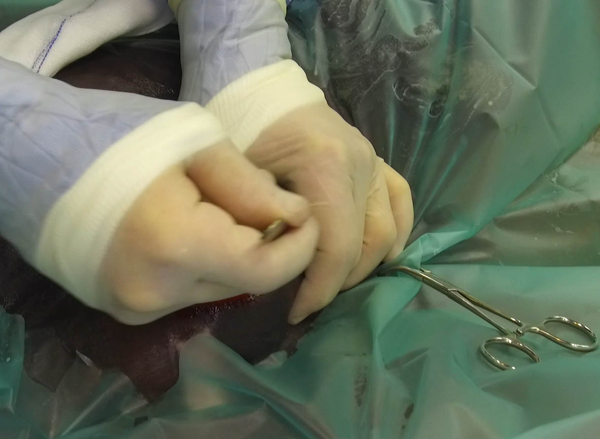 Castration