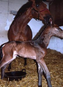 Mare and Foal
