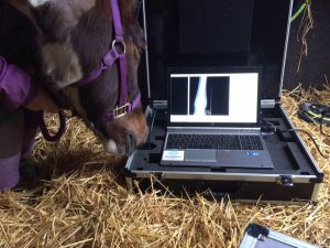 Equine horse surgery