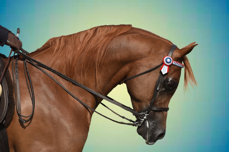 Terms & Conditions Equine Vets