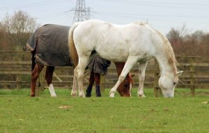 Horses grazing at Simon Constable Equine vets