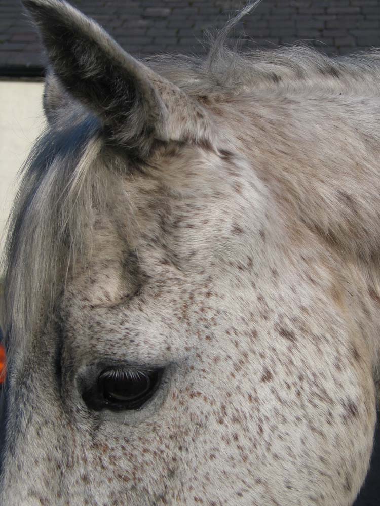 Navigating The Mysteries of Gray Horse Melanoma