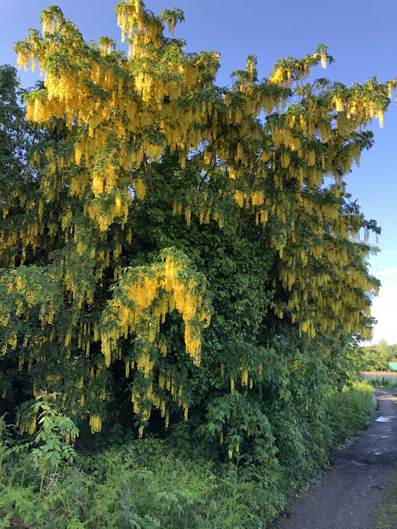 Golden chain tree store poisonous to dogs